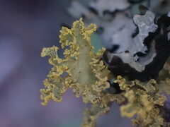 Vulpicida canadensis