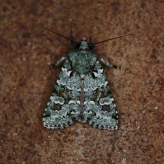 Lacinipolia laudabilis