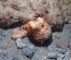 Callistoctopus ornatus