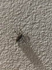 Oreodera brailovskyi