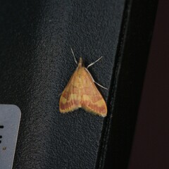 Pyrausta pseudonythesalis
