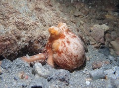 Callistoctopus ornatus