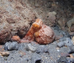 Callistoctopus ornatus