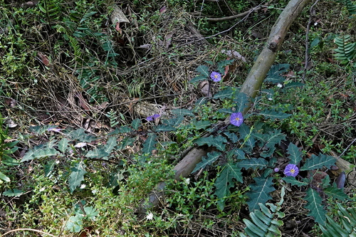 Image of Solanum pungetium by (c) Max Campbell, some rights reserved (CC BY)