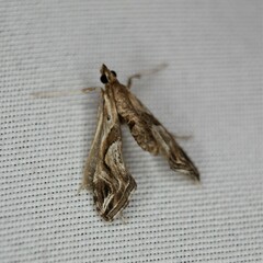Lineodes integra
