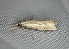 Agriphila vulgivagellus