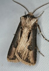 Agrotis venerabilis