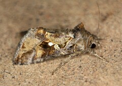 Chrysodeixis includens