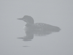 Gavia immer image