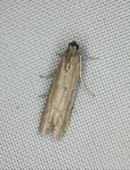 Homoeosoma electella