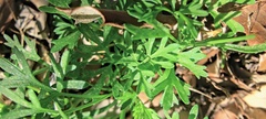 Apiastrum angustifolium