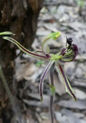 Caladenia barbarossa