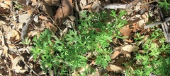 Apiastrum angustifolium