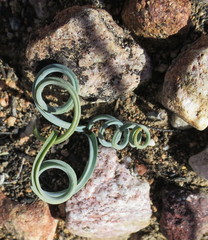 Albuca concordiana