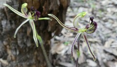 Caladenia barbarossa