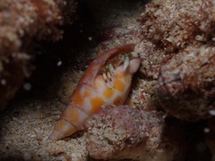 Mitra mitra