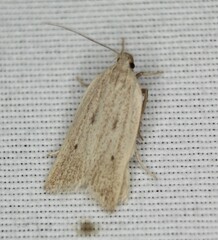 Gonioterma mistrella