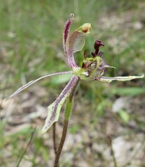 Caladenia barbarossa
