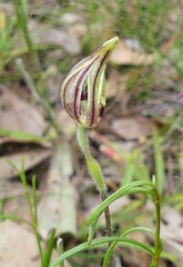 Caladenia barbarossa