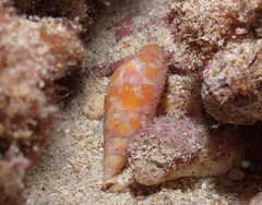 Mitra mitra