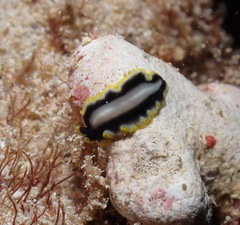 Pseudoceros paralaticlavus