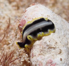 Pseudoceros paralaticlavus