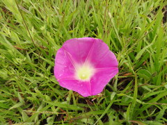 Ipomoea hartwegii