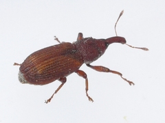 Magdalis armicollis