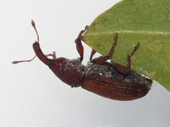 Magdalis armicollis