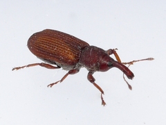 Magdalis armicollis