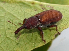 Magdalis armicollis