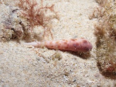 Terebra