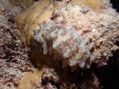 Stichopus horrens