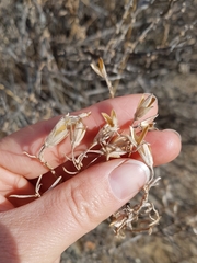 Tetradymia canescens