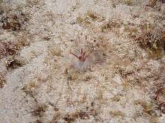 Isarachnanthus