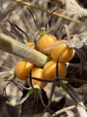 Triosteum perfoliatum