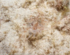 Isarachnanthus