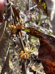 Triosteum perfoliatum