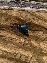 Alcaeorrhynchus