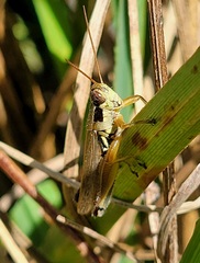 Paroxya atlantica
