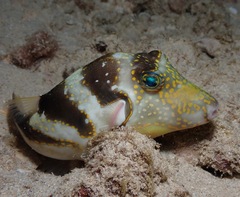 Canthigaster coronata