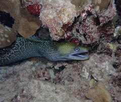 Gymnothorax undulatus