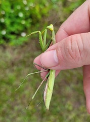 Stagmomantis