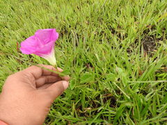 Ipomoea hartwegii