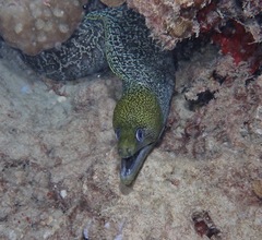 Gymnothorax undulatus