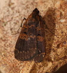 Hydrillodes funestalis