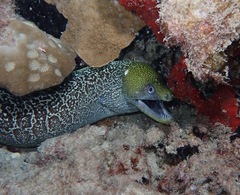 Gymnothorax undulatus