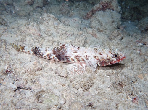 Flame lizardfish (Saurida flamma) — Synodontidae — 5