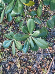 Pittosporum