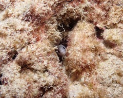 Gymnothorax gracilicauda